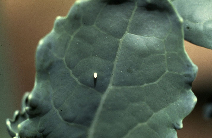 Cabbage white egg